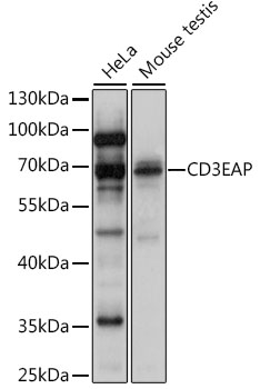 a05591 1 cd3eap primary antiboties wb testing 1
