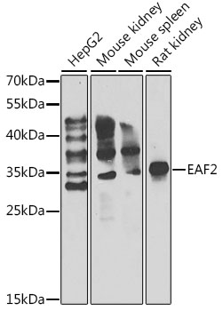 Western blot analysis of extracts of various cell lines, using EAF2 antibody