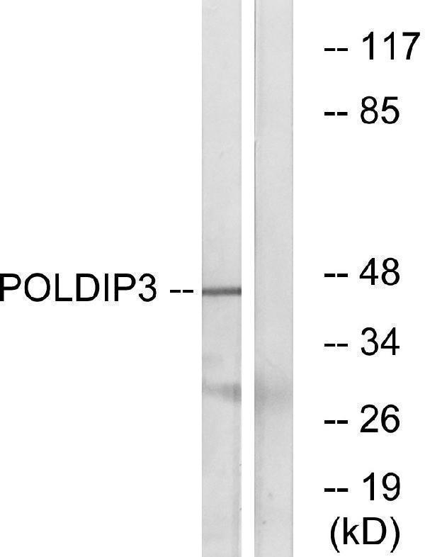 a05593 1 med13l primary antibodies wb testing 2