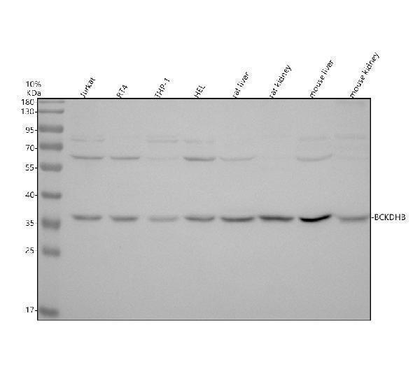 a05595 1 bckdhb primary antibodies wb testing 1