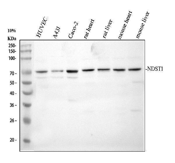 Western blot analysis of NDST1 using anti-NDST1 antibody (A05596-1)