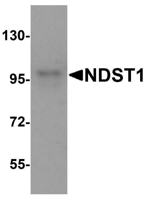 Western blot analysis of NDST1 in U937 cell lysate with NDST1 antibody at 1 μg/mL
