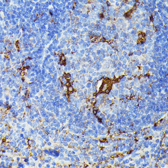 a05600 tial1 primary antiboties ihc testing 4