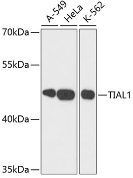 a05600 tial1 primary antiboties wb testing 1