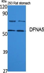 a05604 1 dfna5 primary antibodyes wb testing 1