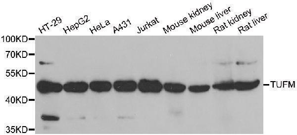 Western blot analysis of extracts of various cell lines, using TUFM  antibody  at 1:1000 dilution