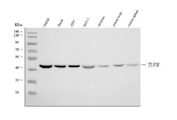  Western blot analysis of TUFM using anti-TUFM antibody (A05606-2)