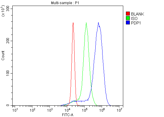  Flow Cytometry analysis of U937 cells using anti-PDP1/PDP antibody (A05607-2)