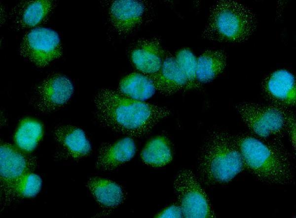  IF analysis of PDP1/PDP using anti-PDP1/PDP antibody (A05607-2)