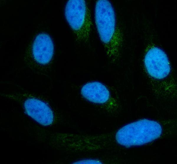 a05610 1 dtna primary antibodies if testing 1