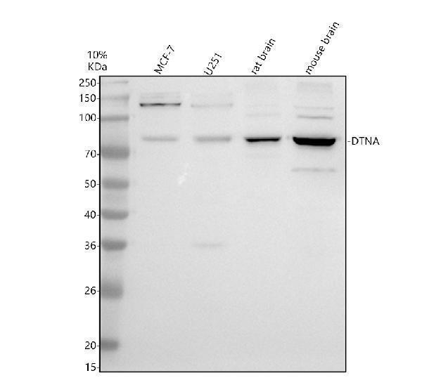 a05610 1 dtna primary antibodies wb testing 1