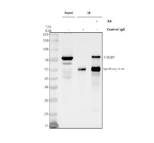 a05614 1 triobp primary antibodies ip testing 1