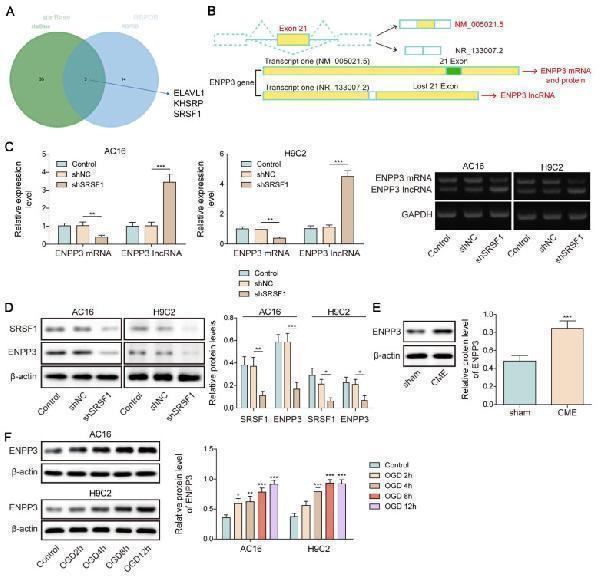 a05615 thnov15p6839g003