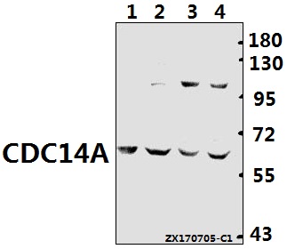 Western blot (WB) analysis of CDC14A polyclonal antibody at 1:500 dilution
Lane1:C6 whole cell lysate(40ug)
Lane2:MEF whole cell lysate(40ug)
Lane3:K562 whole cell lysate(40ug)
Lane4:HEK293T whole cell lysate(40ug)