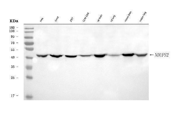  Western blot analysis of NDUFS2 using anti-NDUFS2 antibody (A05618-3)