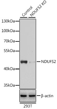 a05618 ndufs2 primary antiboties wb testing 2