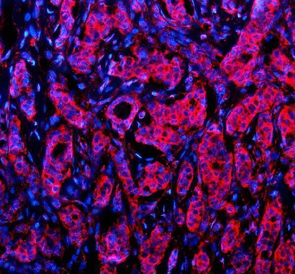 IF analysis of NID1 using anti-NID1 antibody (A05621)