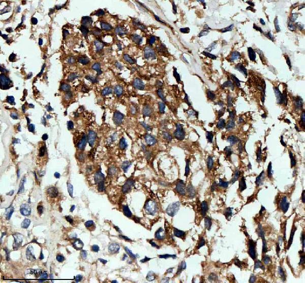 IHC analysis of NID1 using anti-NID1 antibody (A05621)