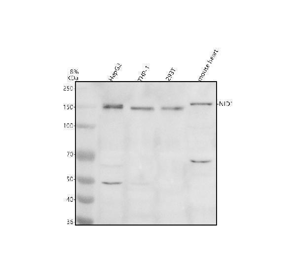 Western blot analysis of NID1 using anti-NID1 antibody (A05621)