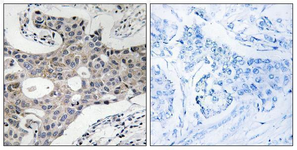 a05622 sec16a primary antibodies ihc testing 1