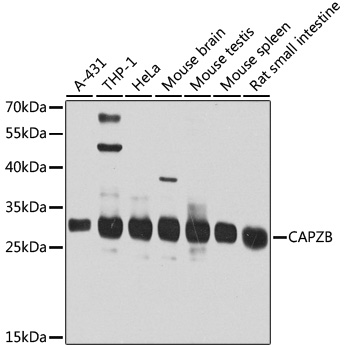 Western blot analysis of extracts of various cell lines, using CAPZB antibody  at 1:1000 dilution