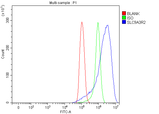 a05624 2 slc9a3r2 primary antibodies fcm testing 11