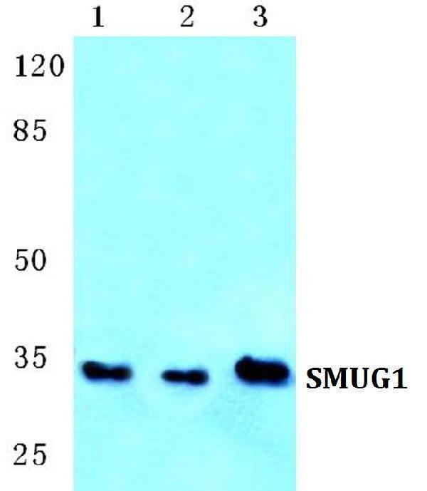 Western blot (WB) analysis of SMUG1 polyclonal antibody at 1:500 dilution
Lane1:Hela cell lysate
Lane2:Raw264