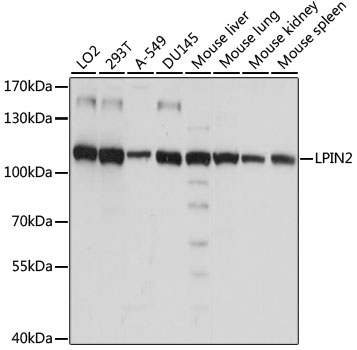 a05628 lpin2 primary antiboties wb testing 1