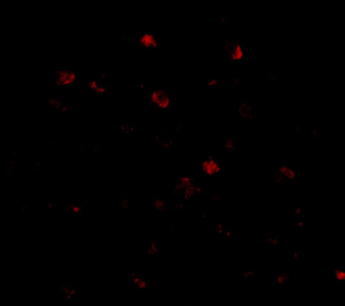 a05629 1 nup160 primary antibodies if testing 3
