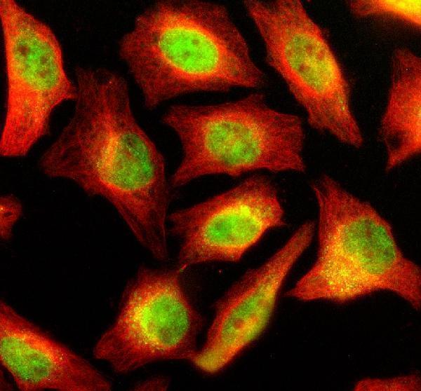IF analysis of NUP160 using anti-NUP160 antibody (A05629-2) and anti-Beta Tubulin antibody (M01857-3)