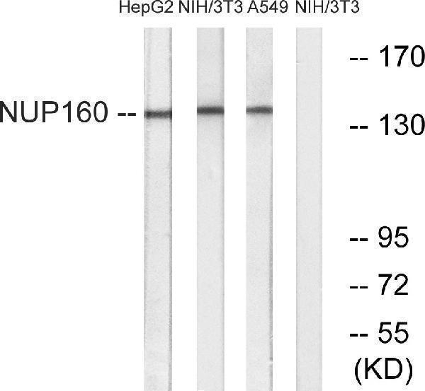 a05629 nup160 primary antibodies wb testing 1