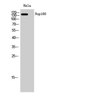 a05629 nup160 primary antibodies wb testing 2