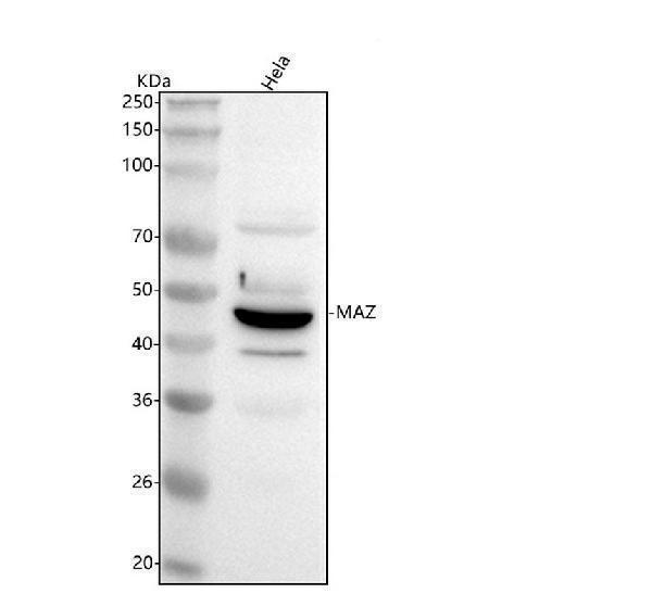  Western blot analysis of MAZ using anti-MAZ antibody (A05631-2)