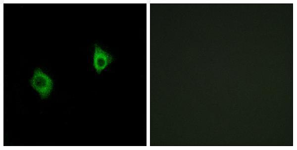 a05633 1 rps9 primary antibodies if testing 1