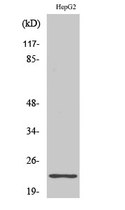 a05633 1 rps9 primary antibodies wb testing 3