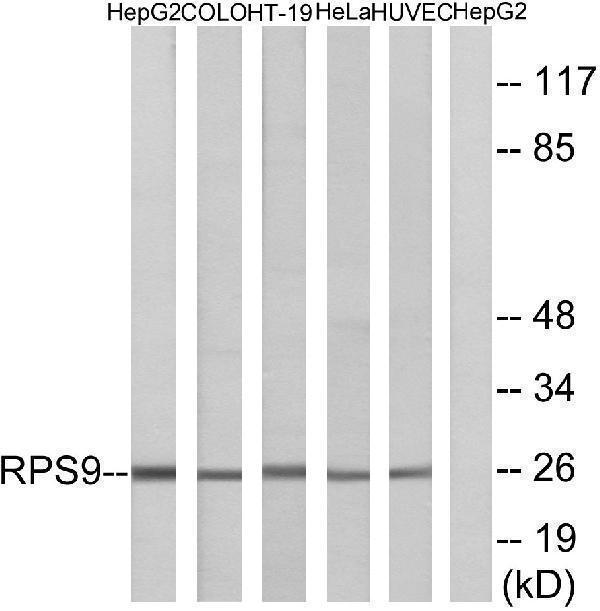 a05633 1 rps9 primary antibodies wb testing 4