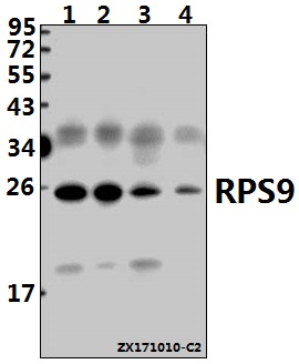 a05633 rps9 primary antiboties wb testing 1