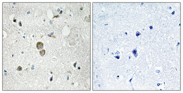 a05633s9 rps9 primary antibodies ihc testing 4