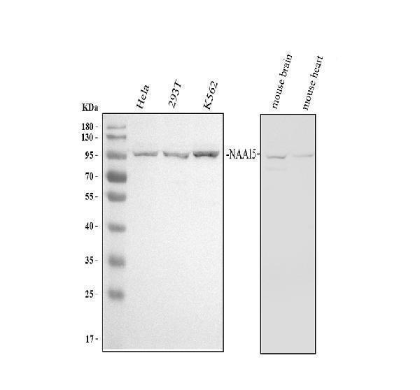 a05636 1 naa15 primary antibodies wb testing 1