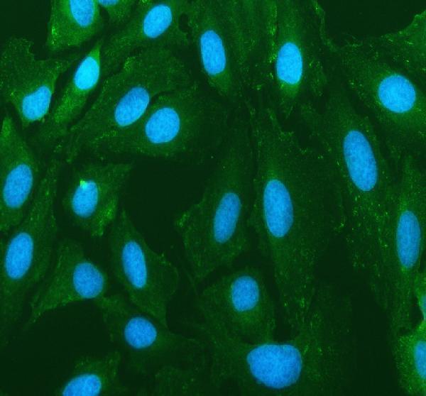 a05640 2 erc1 primary antibodies if testing 1