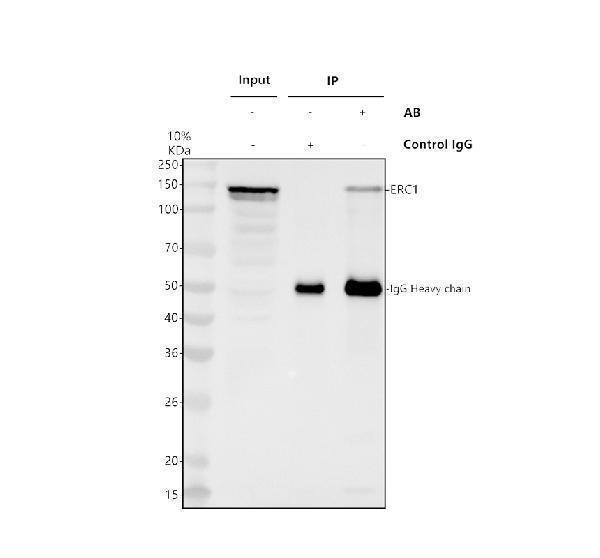 a05640 2 erc1 primary antibodies ip testing 1