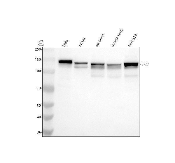 a05640 2 erc1 primary antibodies wb testing 1