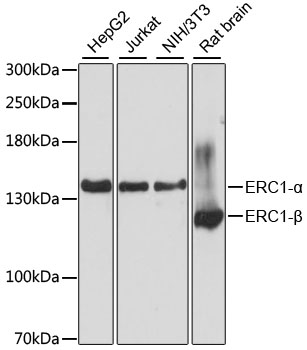 a05640 erc1 primary antiboties wb testing 1