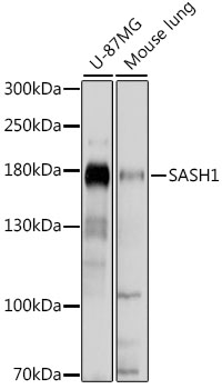 a05644 sash1 primary antiboties wb testing 1