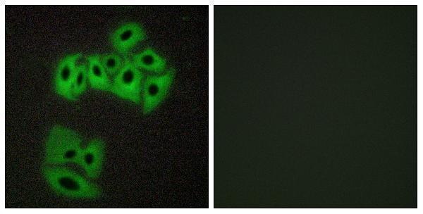a05647 vamp4 primary antibodies if testing 1