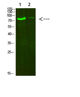 Western Blot analysis of 1, hela 2, 3T3 cells using primary antibody diluted at 1:500 (4°C overnight)
