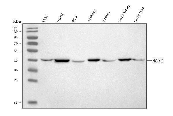  Western blot analysis of ACY-1/ACY1 using anti-ACY-1/ACY1 antibody (A05650-1)