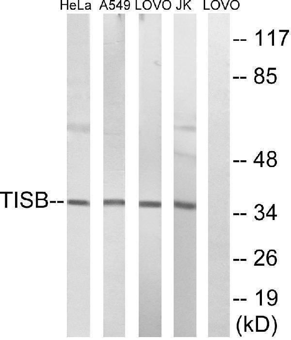 a05651 zfp36l1 primary antibodies wb testing 3