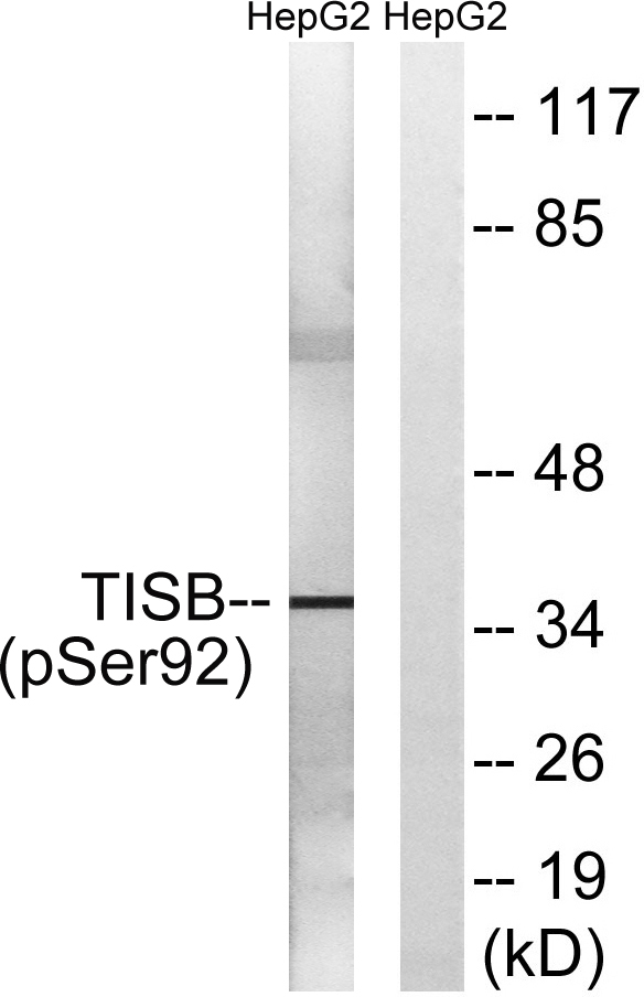 a05651s92 zfp36l1 primary antibodies wb testing 2