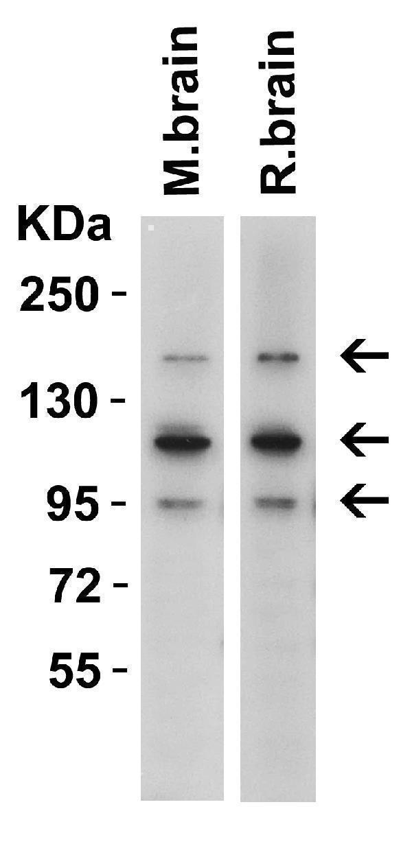 a05652 crb2 primary antibodies wb testing 2